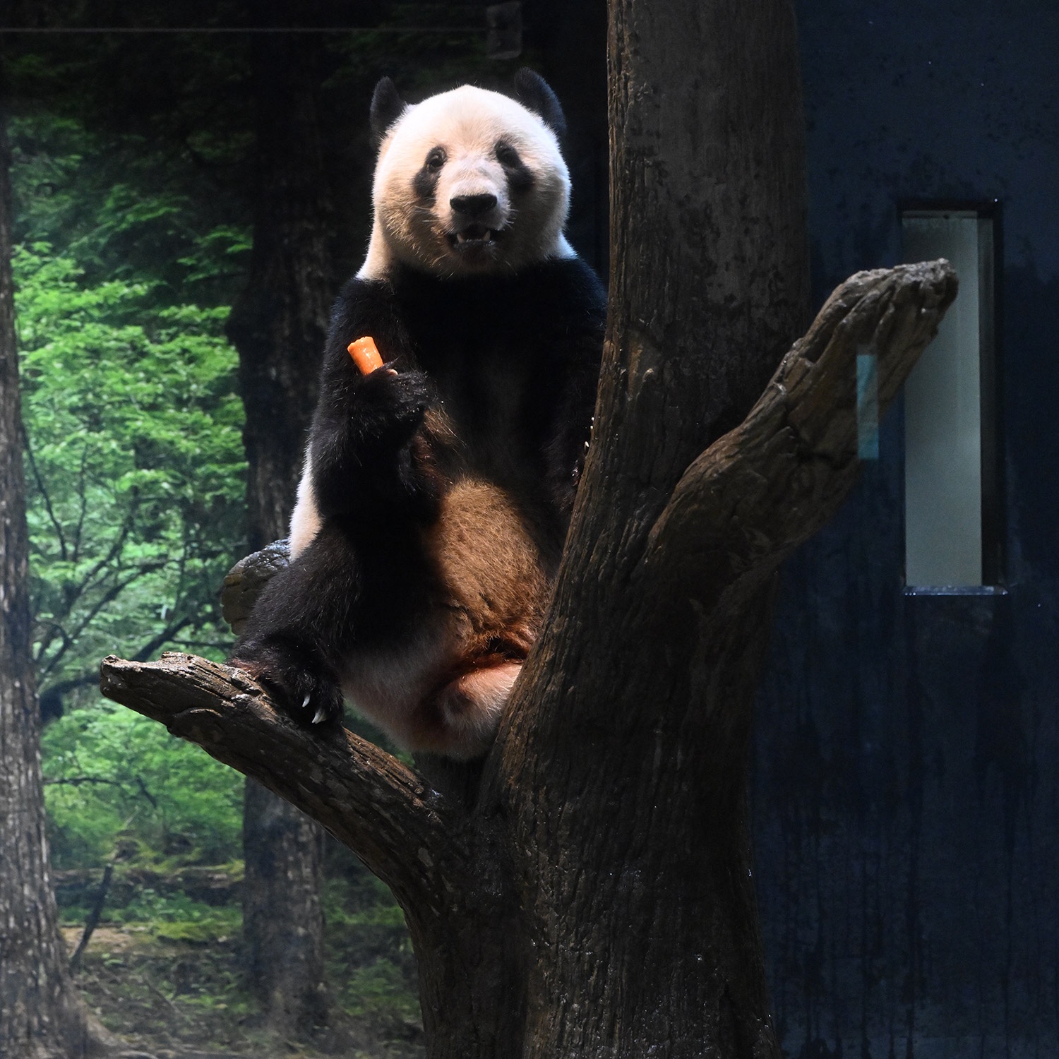 毎日パンダ on X: 