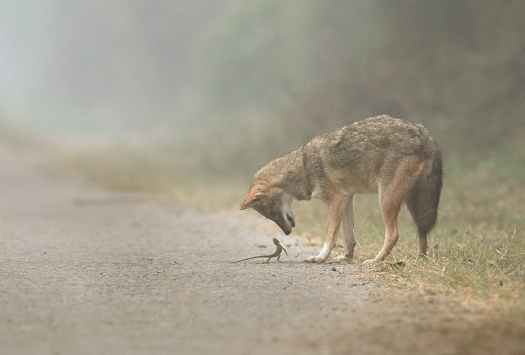 Gobind Sagar Bhardwaj (@gobindsagarbha1) on Twitter photo The challenger
A close interaction between a #lizard and a #jackal as if this little creature has some real guts The challenger
A close interaction between a #lizard and a #jackal as if this little creature has some real guts