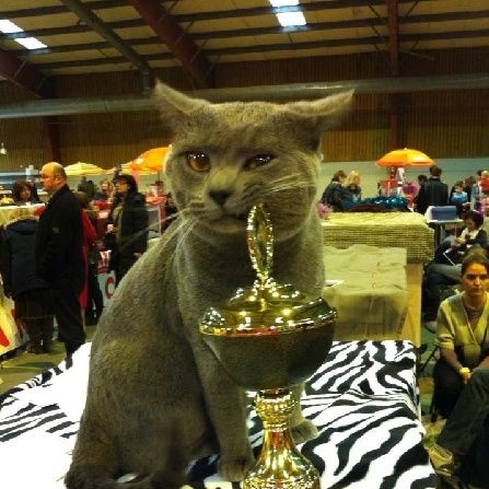 ⭒ max verstappen as cats ⭒ (@kittenstappn) on Twitter photo 