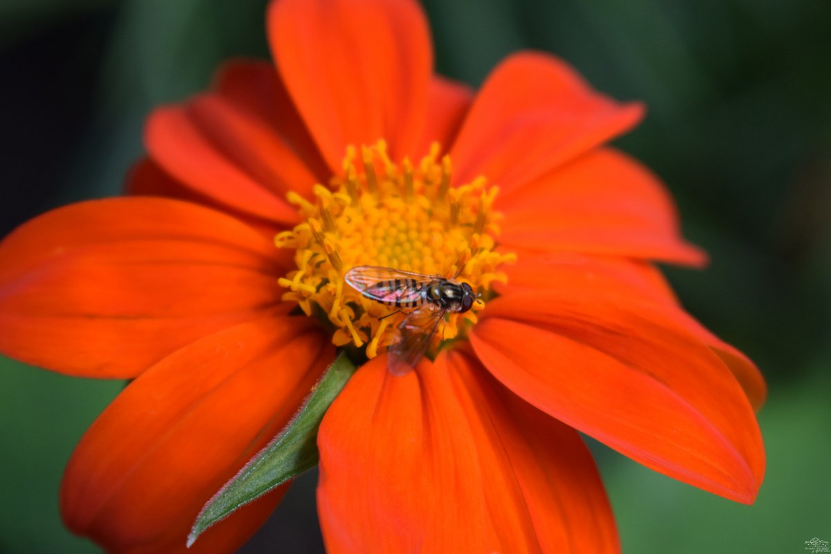 Burning Tithonia rotundifolia Mexican Sunflower 'Torch'
Glowing in the border with its bright orange flowers, this spectacular plant is a true delight in the garden. It stands out beautifully on its tall stems, well deserving of the name 'Torch' for its petals are like flames.