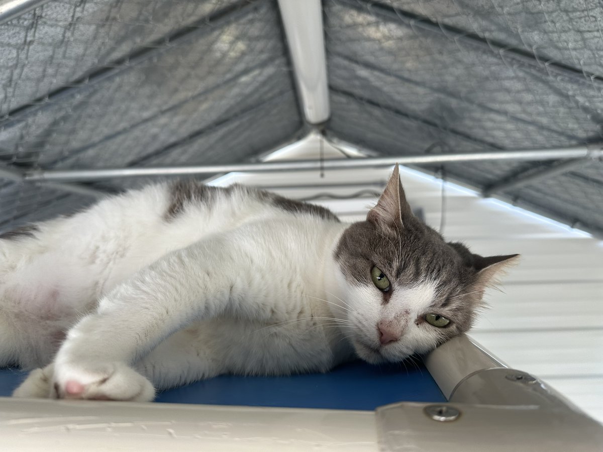 #COTD Momma arrived in late 2021 after being found on the property! She is a very sweet kitty who was terrified of staff for a very long time before coming out of her shell. She now has made lots of friends and loves crinkle ball toys.

Read more: blindcatrescue.com/cats/momma.htm