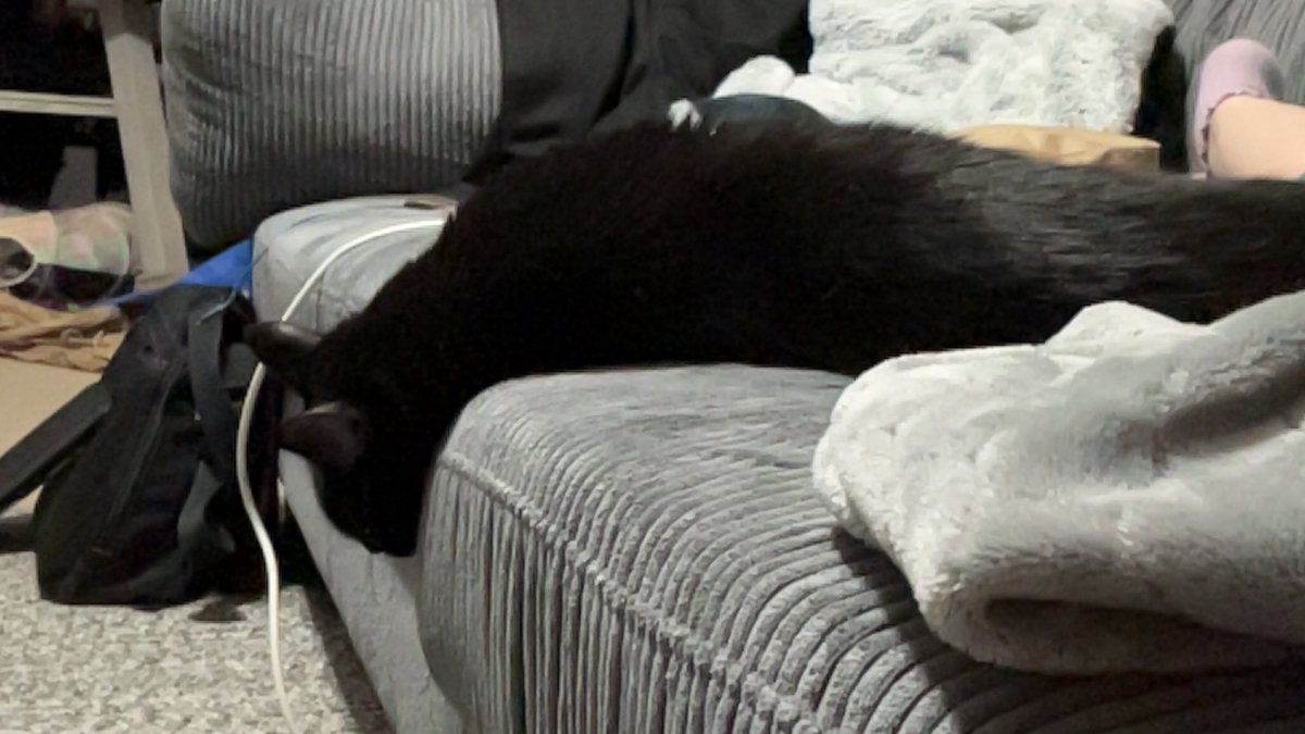 sunflxwer_a's tweet photo. @zaynesjasmine not in her cat tree but yes https://t.co/DY2CnyjdIU