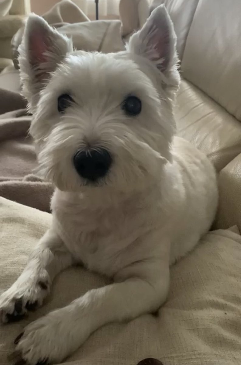 siliriss's tweet photo. @twaniimals Unas horas antes de dormirla. La extraño tanto. No quiero pasar por semejante dolor de nuevo, para mí siempre será única, la mejor. Duele tanto, casi tres años sin ella. https://t.co/cgOGxoKXvX