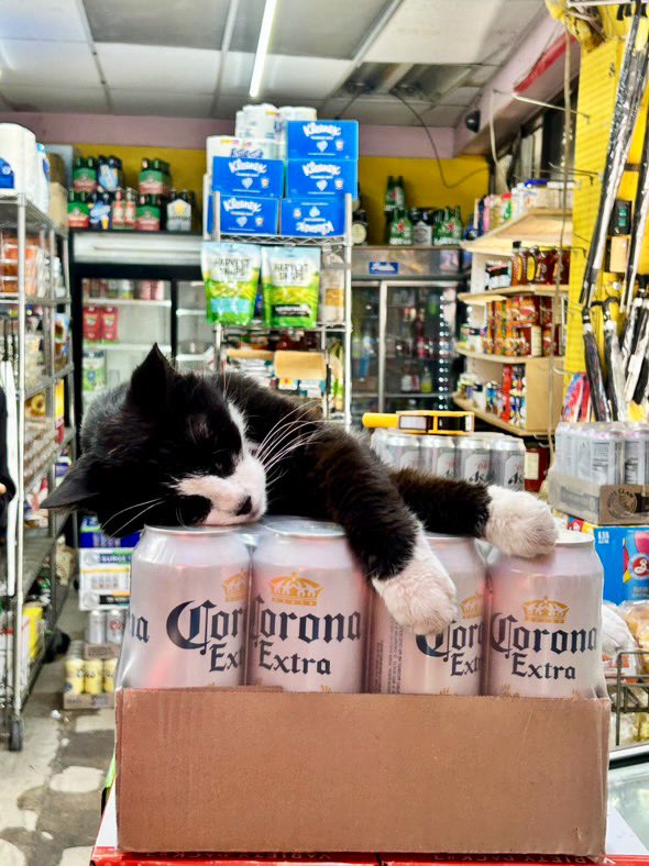 Bodega Cats (@bodegacats_) on Twitter photo 