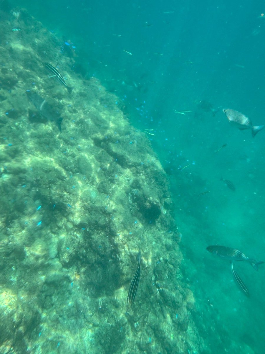 er6s8k's tweet photo. ヒリゾ浜行ってきた！
めっちゃ魚もいるし海綺麗すぎた🐟 https://t.co/RqpWBEF3uW