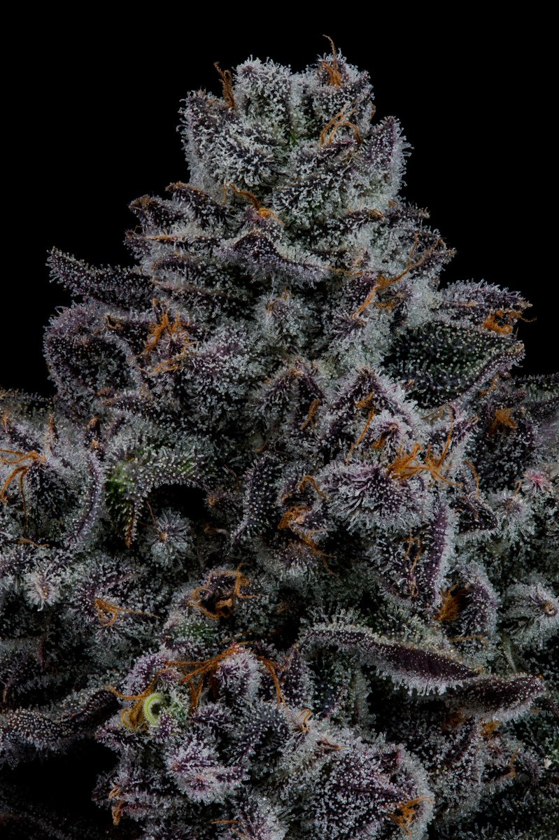 SeedJunky tweet media