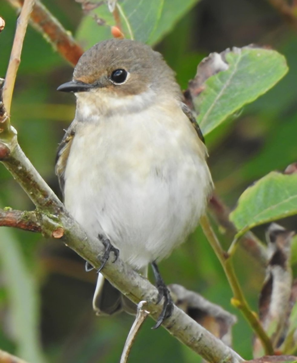 Dr Alison Raby tweet media