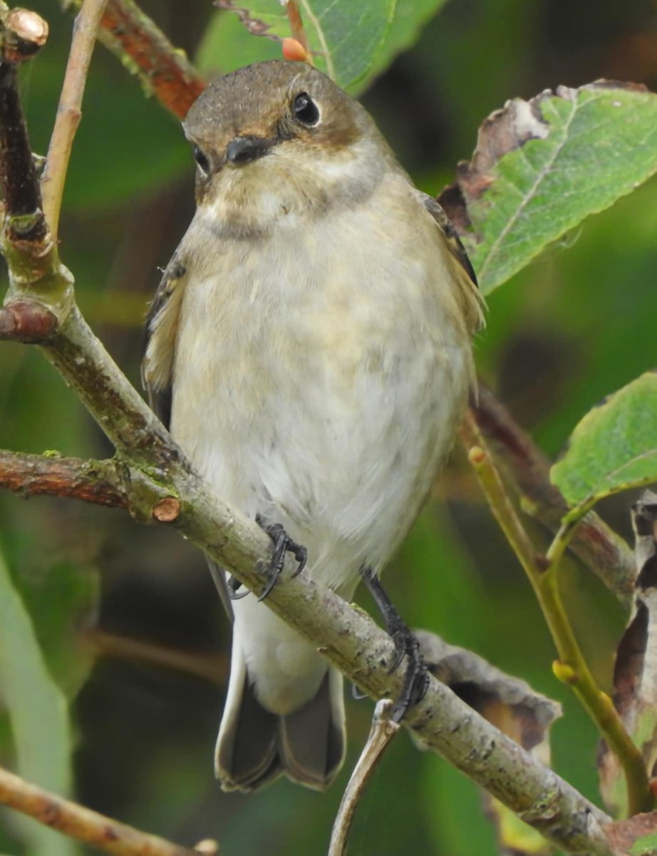 Dr Alison Raby tweet media