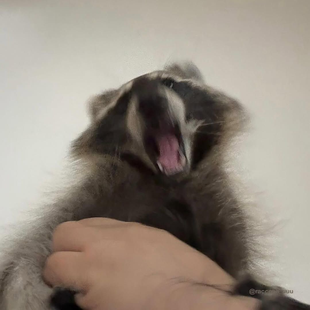 I know I said I wasn’t hungry, but you haven’t touched your fries yet 😤