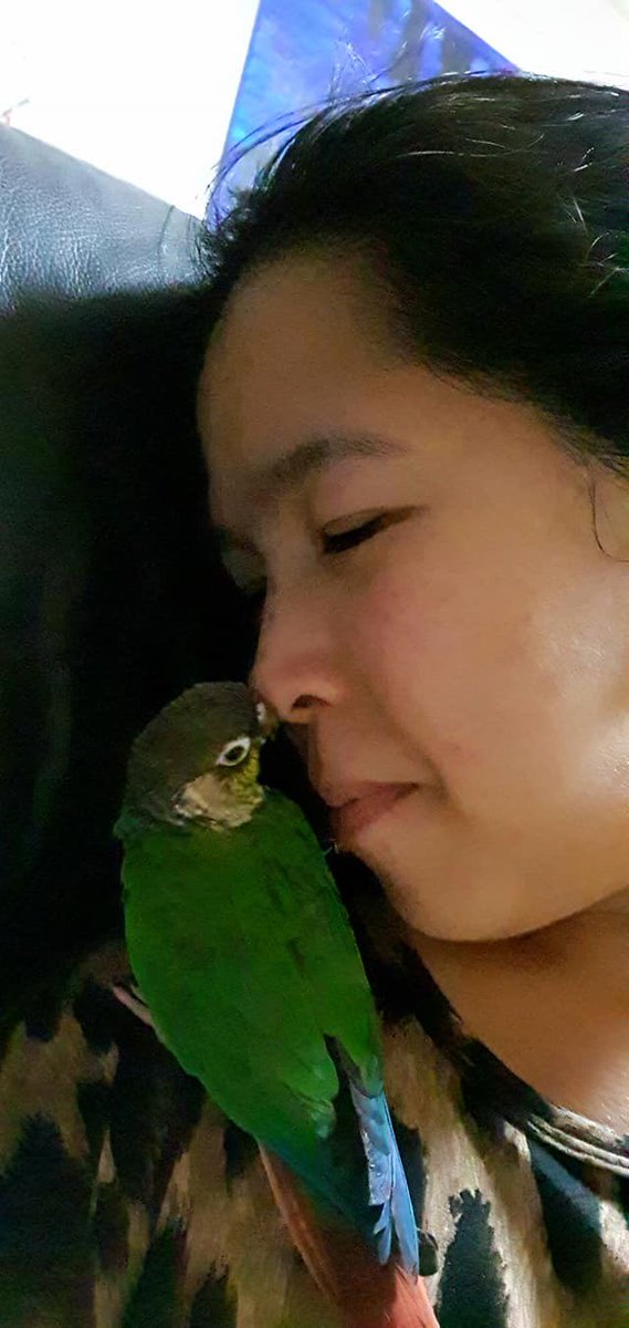 palmerdebra's tweet photo. My lovely Quando. Oh how I miss you. 

#quando #coneur #petbird #pet #bird #featheredfriend #featheredbaby https://t.co/lNUKYsJc4g