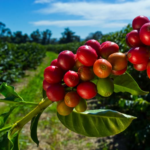 ❄️ Brasil vivió un invierno con tres frentes fríos y temperaturas por debajo de lo normal. Los cafetos llegan frágiles a la floración.☕️🇧🇷