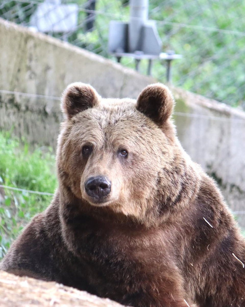 🇧🇬
Това е мечката 🐻 Мима. Тя е една от последните три танцуващи мечки спасени от България през 2007 година.

🇬🇧
This is bear 🐻 Mima. She is the one of the last three dancing bears rescued from Bulgaria in 2007.