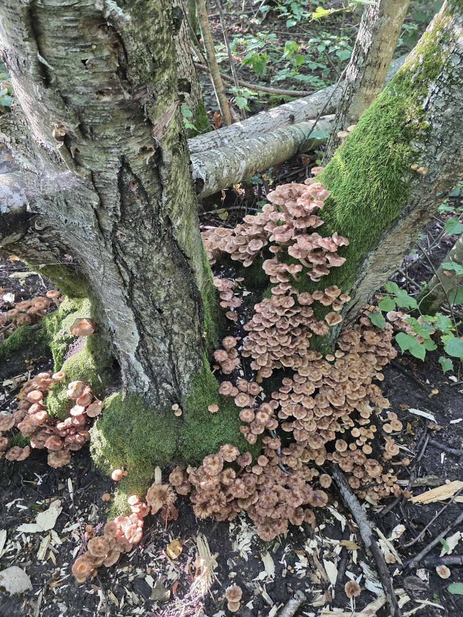 Lithuanian forest provides