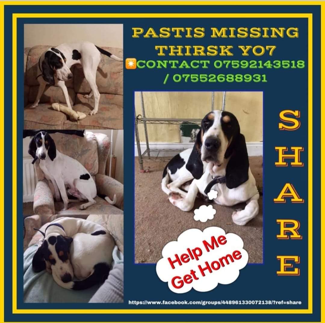 MissingPetsGB's tweet photo. PASTIS #MISSING 3 YEARS
He disappeared from his garden #Thirsk #YO7 in 2021
SUBSTANTIAL REWARD FOR SAFE RETURN
Pastis has a distraught family, desperate for information of their beloved boy. PLEASE if you have him let him go home to his family https://t.co/b5Huf2AzqB