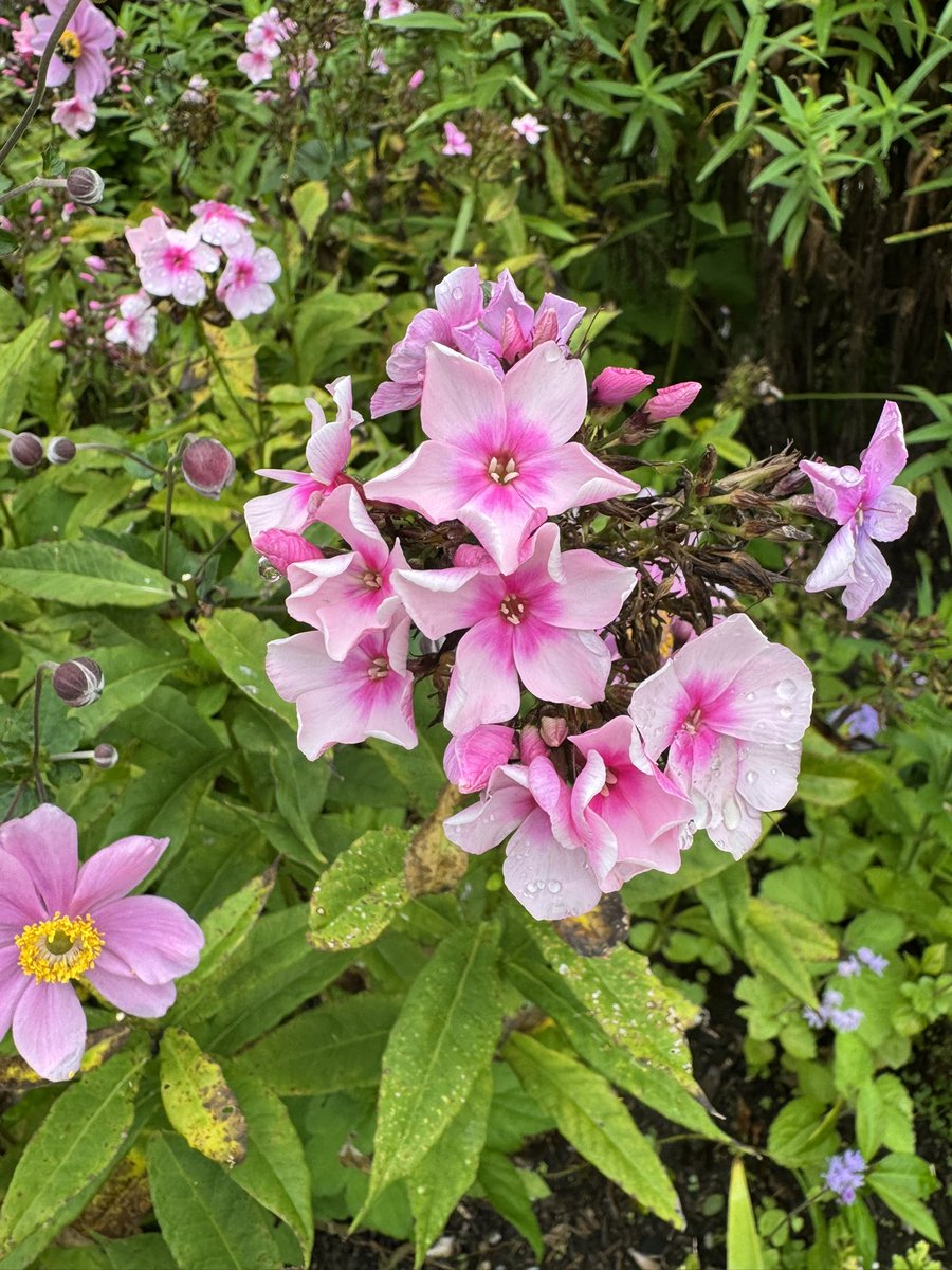 DrBrucePereira's tweet photo. There are some lovely colours &amp; flowers in bloom at The Mount right now, even with the slow change to Autumn. 

#edithwharton #berkshire #author #writer #gardens #themount https://t.co/8p9AC7UYVt