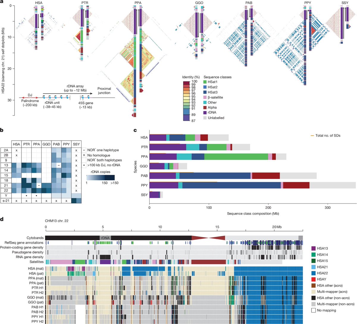 We were all raised that Humans were only 2% genetically divergent from Chimpanzees.

A new advanced study has poured water all over this “known science”

🧬 New DNA results of chimpanzee, bonobo, gorilla, Bornean orangutan, Sumatran orangutan and siamang, show a 12.5% to 27%
