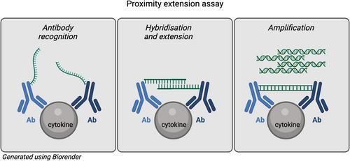 🧬 Proximity Extension Assay (PEA) in a nutshell:
Two antibodies + DNA tags → DNA barcode → Amplification.
Result? Detect 90+ proteins from 1 µL of blood.

🔹 Ultra-sensitive
🔹 Ultra-specific
🔹 Multiplex power

🚀 Precision medicine starts here.

#MedTwitter #Biomarkers