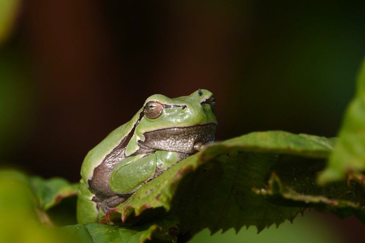 Niet veel boomkikkers meer gezien, maar ze lieten zich wel goed horen. En ze waren dik, of nou ja, fors ;)
