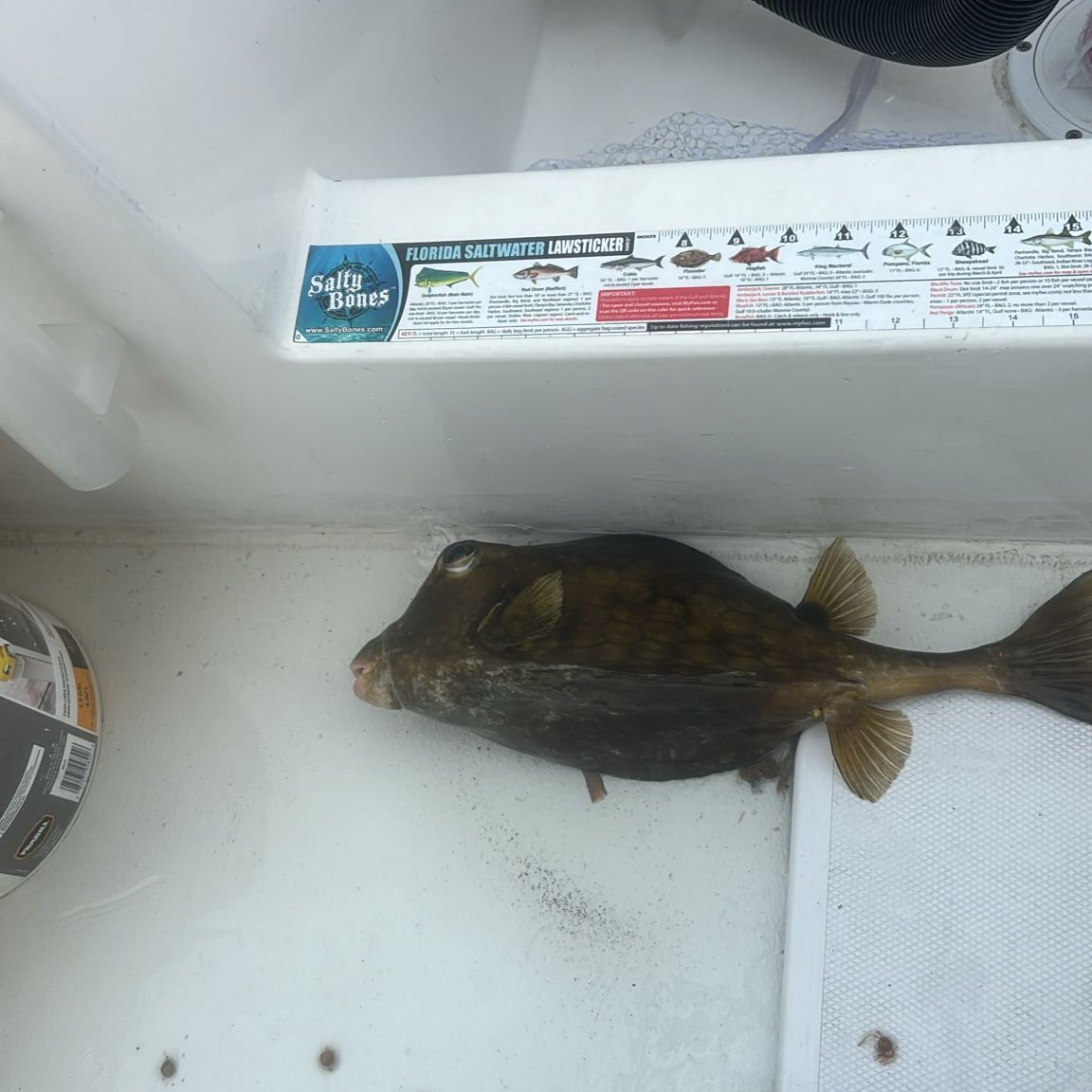 someone sent this to the fishing group chat today

they had no idea what type of fish it was or if it was legal to keep (they also have no idea ChatGPT exists)

thats why I'm building FishIDs