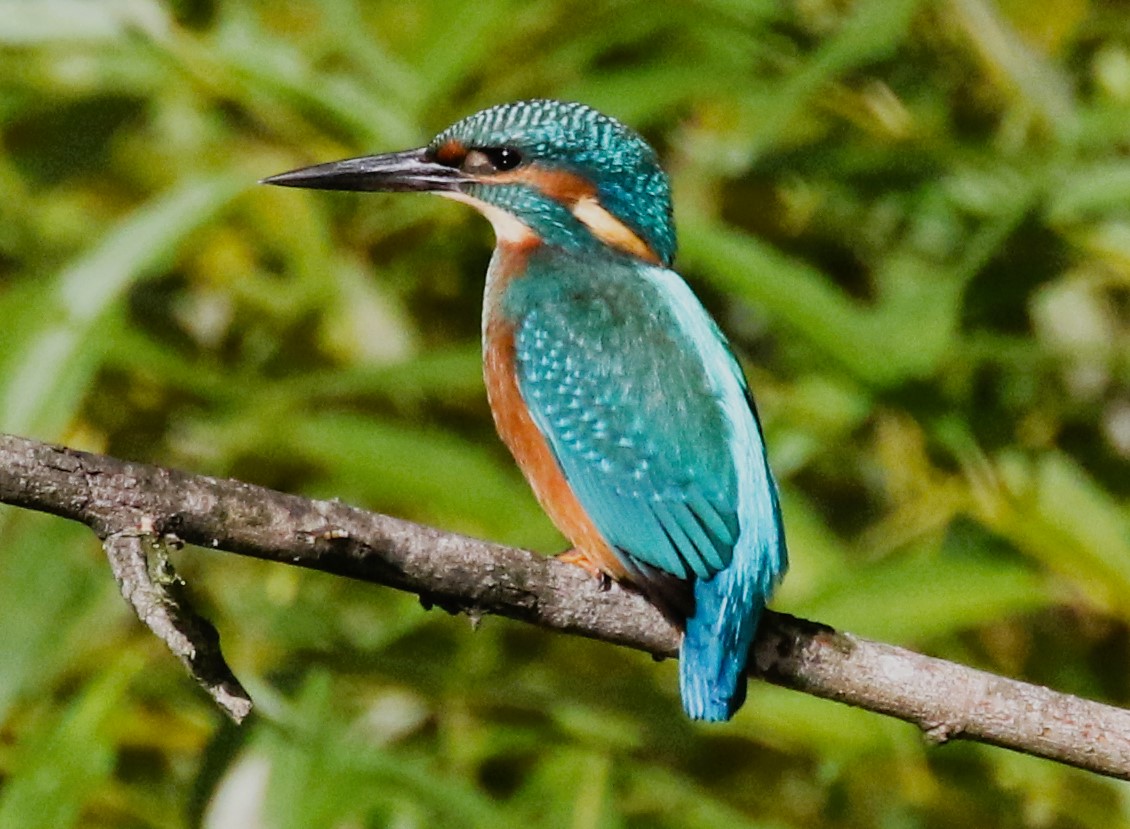 Male Kingfisher on the River Stour Dorset. <a href="/NatureUK/">NatureUK</a> <a href="/Natures_Voice/">RSPB</a> #TwitterNatureCommunity