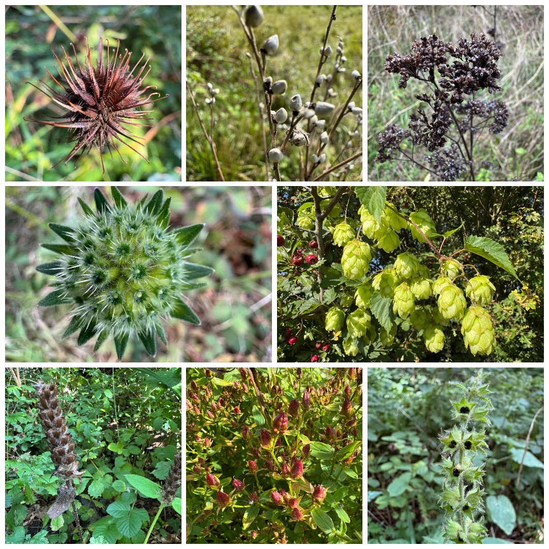 Jeremy (@thejemster) on Twitter photo 1st of 3 collages of #SeedHeads in N. Wilts. for the #WildflowerHour challenge: Wood Avens, Common Gromwell, Wild Marjoram, Field Scabious, Hop, Self Heal, Square-stalked St John's-wort & Hedge Woundwort #WiltsBotSoc <a href="/BSBIbotany/">BSBI: Botanical Society of Britain & Ireland</a> <a href="/wildflower_hour/">wildflowerhour</a> 1st of 3 collages of #SeedHeads in N. Wilts. for the #WildflowerHour challenge: Wood Avens, Common Gromwell, Wild Marjoram, Field Scabious, Hop, Self Heal, Square-stalked St John's-wort & Hedge Woundwort #WiltsBotSoc <a href="/BSBIbotany/">BSBI: Botanical Society of Britain & Ireland</a> <a href="/wildflower_hour/">wildflowerhour</a>