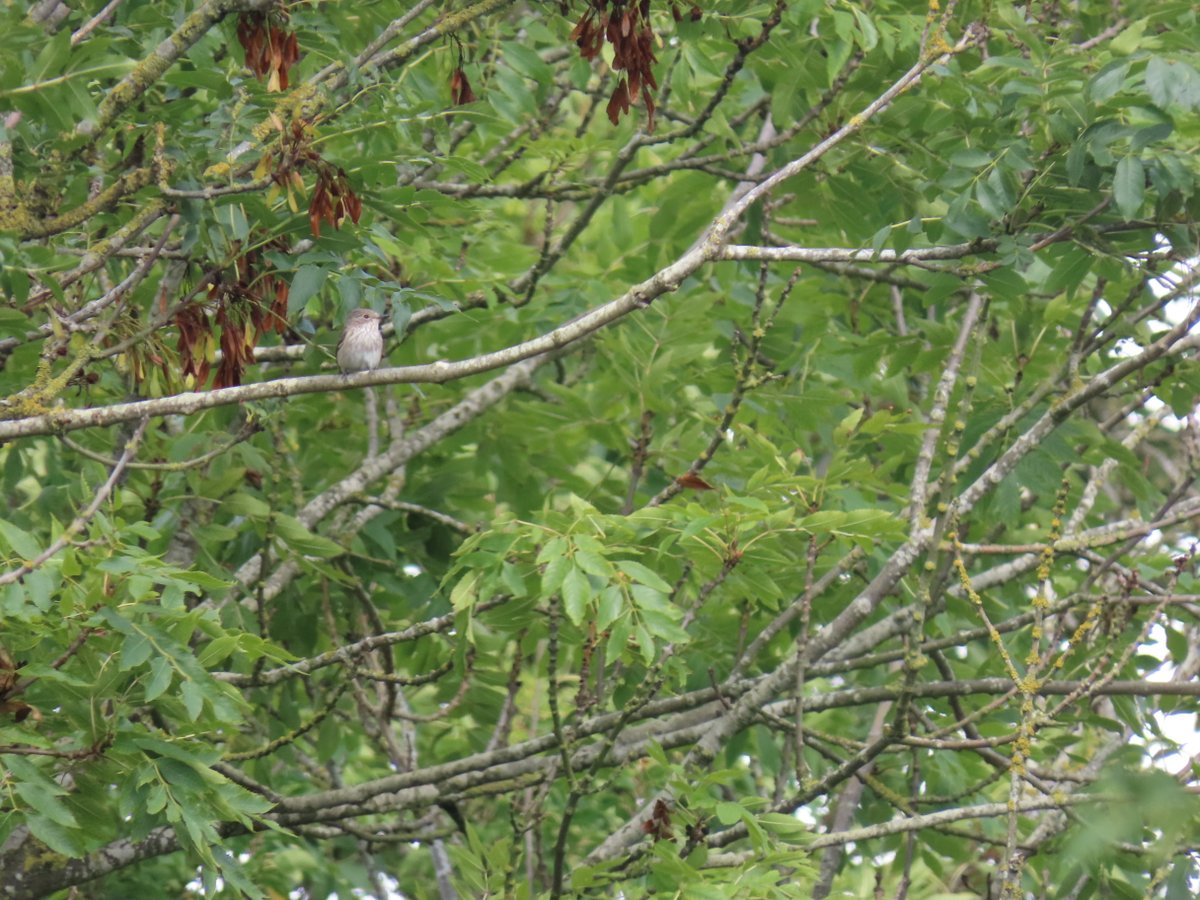 RSPB Hope Farm (@rspbhopefarm) on Twitter photo It was great to see a passage Spotted Flycatcher on the farm this week! <a href="/CambsBirdClub/">Cambs Bird Club</a> It was great to see a passage Spotted Flycatcher on the farm this week! <a href="/CambsBirdClub/">Cambs Bird Club</a>