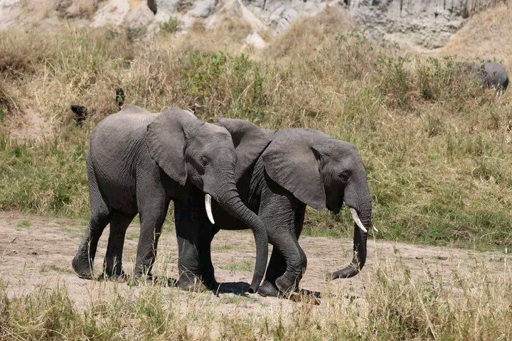 OnenGroup1's tweet photo. #OnenGroup. #BeyondAdventure
Experience the unforgettable tranquility of the wilderness in Africa. From your favorite travel adventure partners Onen Group and @wafoyosafaris . Get close to the Pinnacle of discovery while enjoying your vacation.
#ug https://t.co/Whrano0oQu