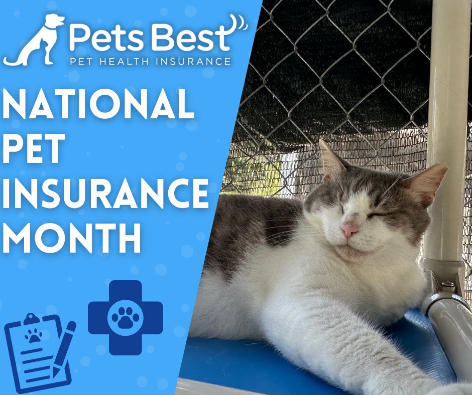 September is National Pet Insurance Month! Protect your curious cat from life's "oops" moments. Get a quote and ensure you can always say "yes" to the best care. Peace of mind is priceless!