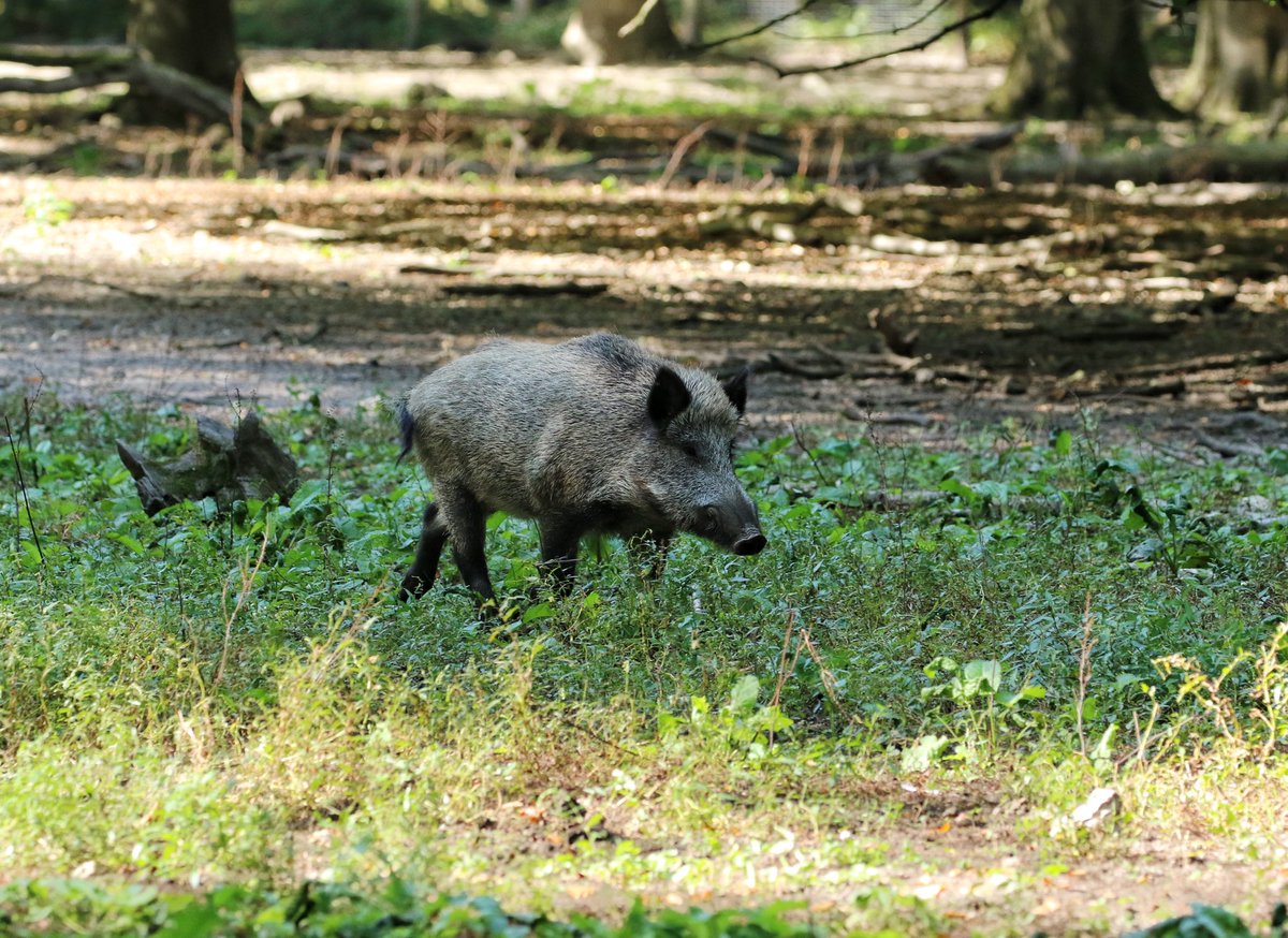 Nice views of Wild Boar in the forest near Rouen today. Plus Middle Spotted Woodpecker, Short-toed Treecreeper, Firecrest and Black Redstart. You don’t have to go far to find stuff we don’t see at home!