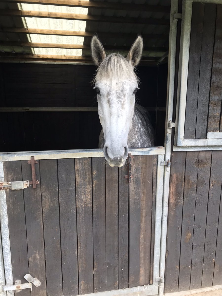 Very enjoyable afternoon at <a href="/k_woollacott/">Kayley Woollacott</a> Owners Day seeing all of the rules horses and pointers for the season ahead. 14yo The Kings Writ still showing plenty of youthful exuberance in the parade
