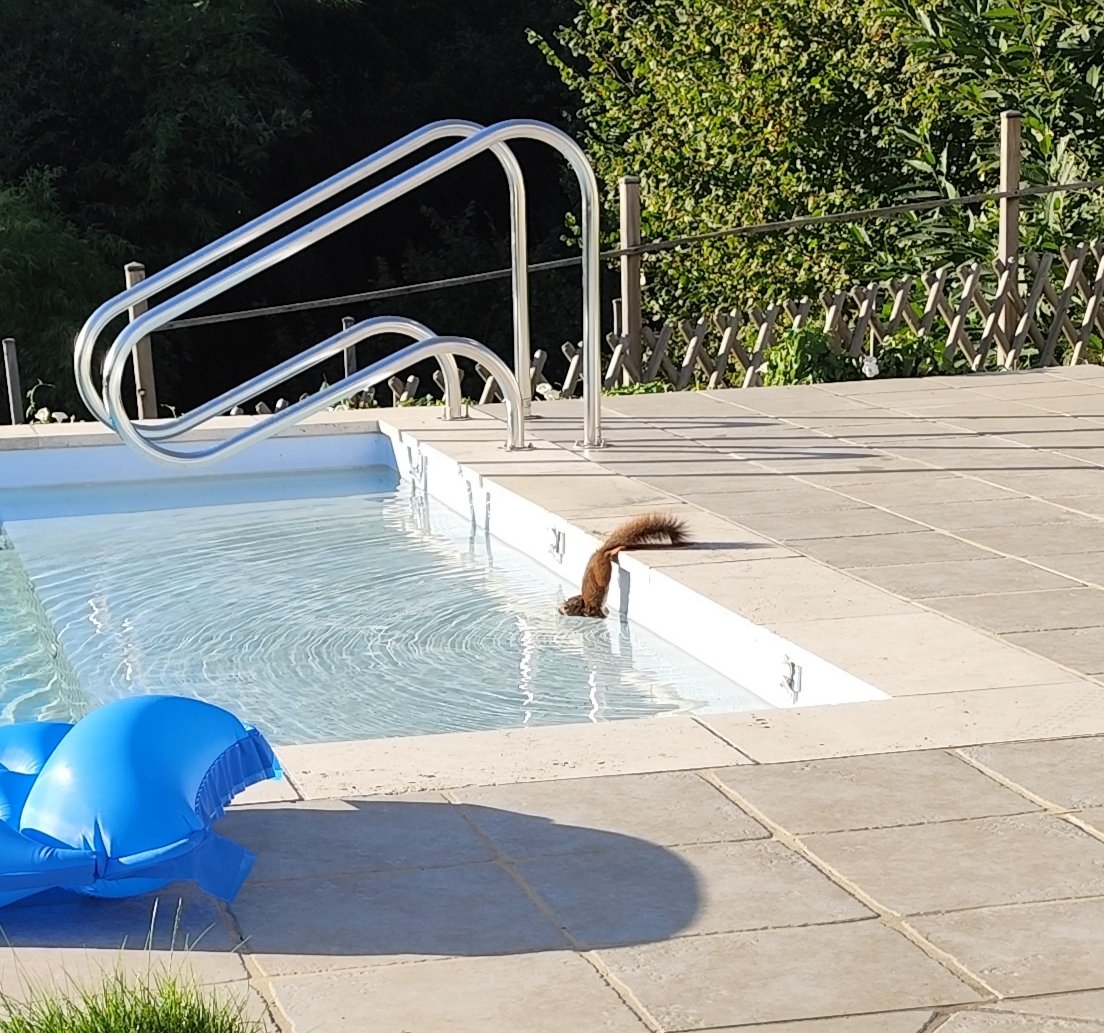 Après un hérisson qui nageait très bien, une musaraigne idem, des canards, voici un écureuil. Ceux qui disent que les piscines ce n'est pas écolo, ce sont des nuls.