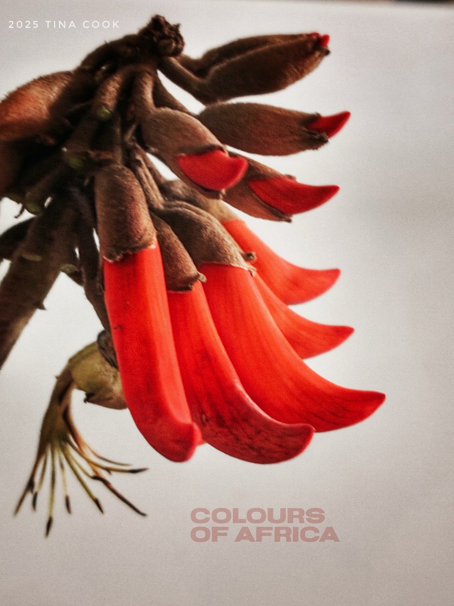 Tina Cook tweet media