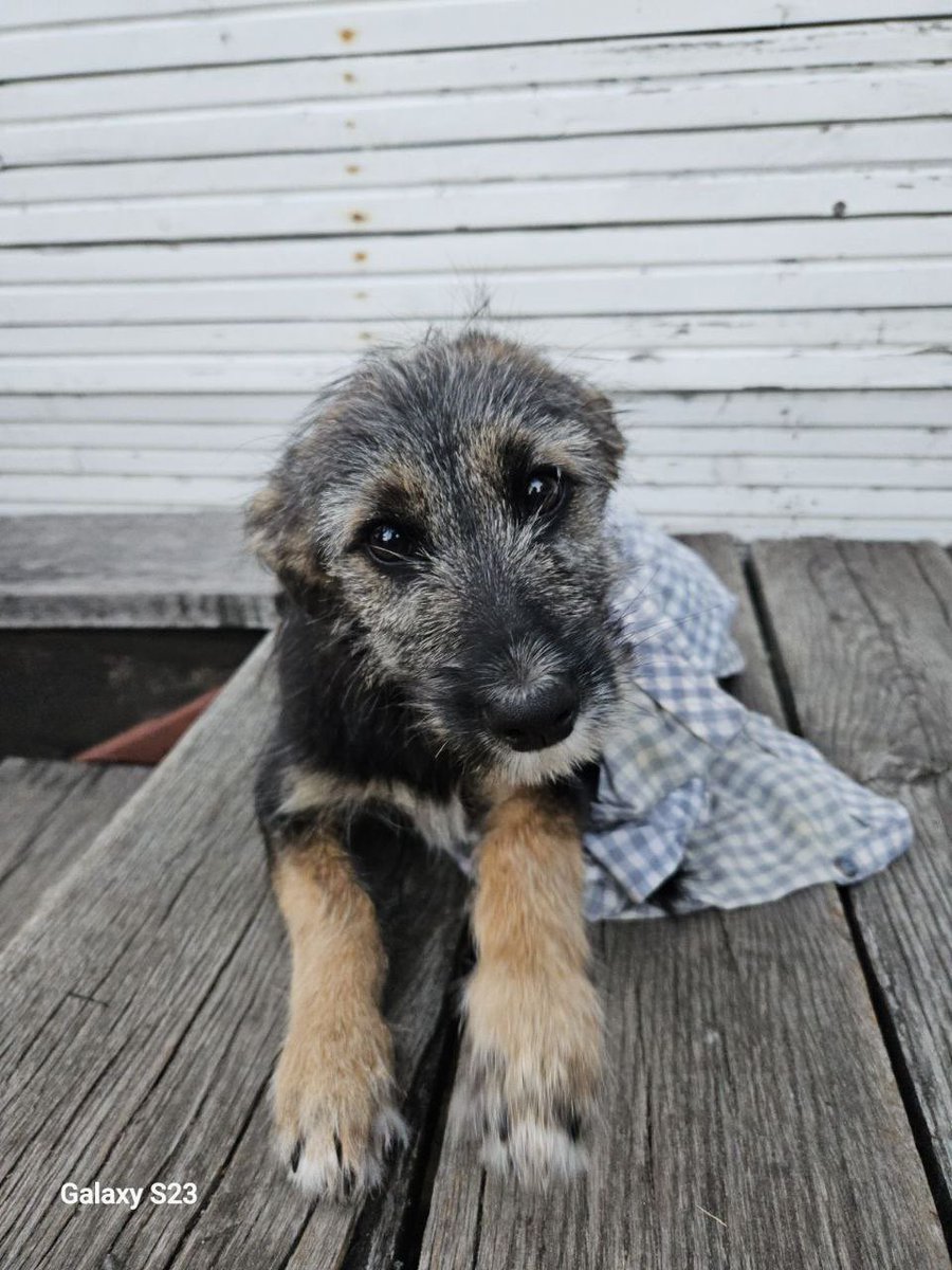 merekhtinnia's tweet image. Зовсім мало шансів, але я спробую. Знаю, що таких повідомлень дуже багато, але сподіваюст хоча б ще одна людина побачить і збільшиться шанс знайти сімю для цього песика. Йому десь 5-6 місяців. Підкинули на дачну територію в київській обл.