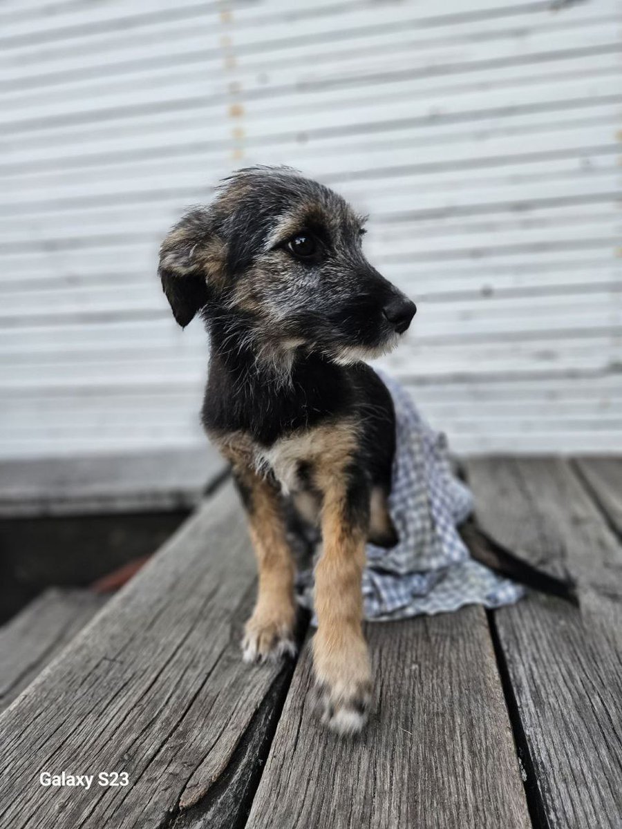 merekhtinnia's tweet image. Зовсім мало шансів, але я спробую. Знаю, що таких повідомлень дуже багато, але сподіваюст хоча б ще одна людина побачить і збільшиться шанс знайти сімю для цього песика. Йому десь 5-6 місяців. Підкинули на дачну територію в київській обл.