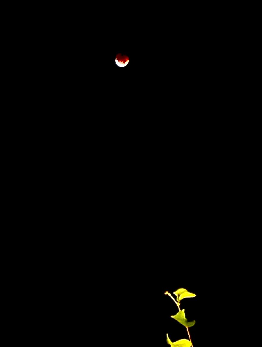 carriebou's tweet photo. It’s difficult to get a photo, but the lunar eclipse has begun https://t.co/Y2N3fjXnOs