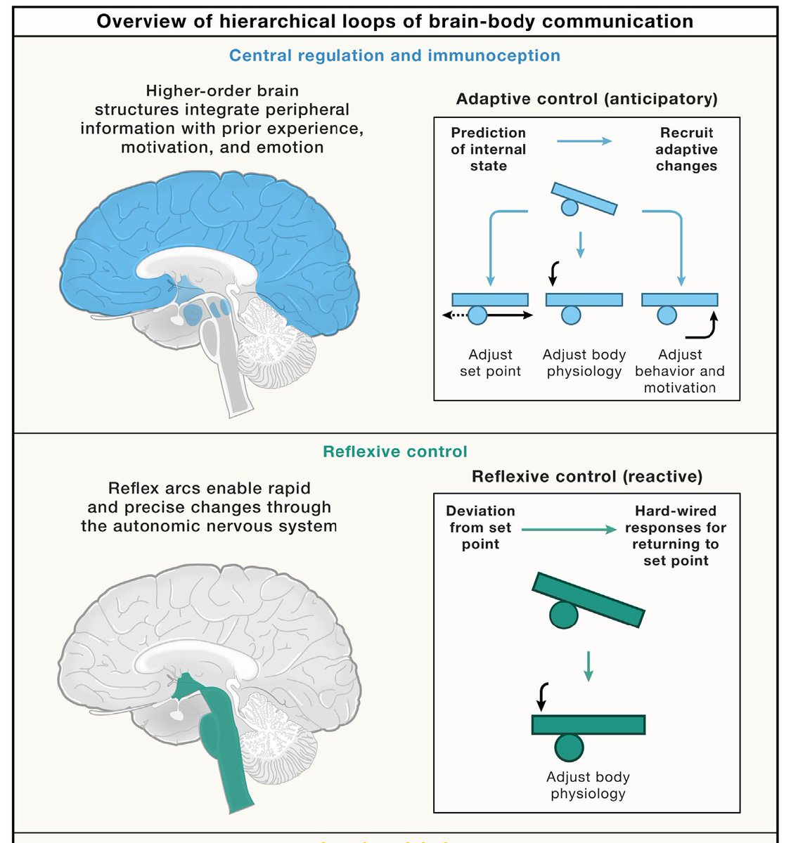 𝗕𝗿𝗮𝗶𝗻-𝗯𝗼𝗱𝘆 𝗽𝗵𝘆𝘀𝗶𝗼𝗹𝗼𝗴𝘆:
𝗟𝗼𝗰𝗮𝗹, 𝗿𝗲𝗳𝗹𝗲𝘅, 𝗮𝗻𝗱 𝗰𝗲𝗻𝘁𝗿𝗮𝗹 𝗰𝗼𝗺𝗺𝘂𝗻𝗶𝗰𝗮𝘁𝗶𝗼𝗻
Excellent review paper about reactive and anticipatory processes.
doi.org/10.1016/j.cell…