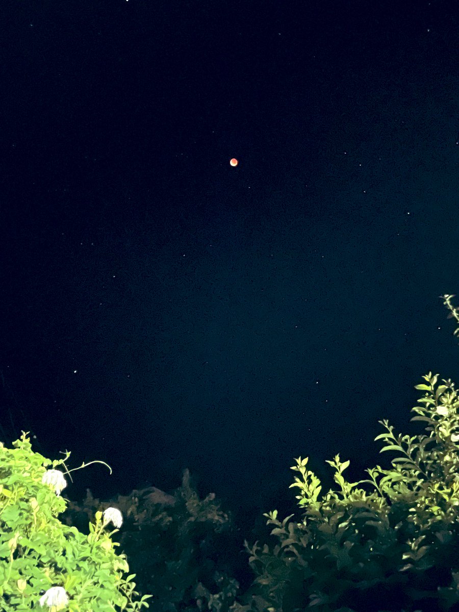 見えた🌕　#皆既月食