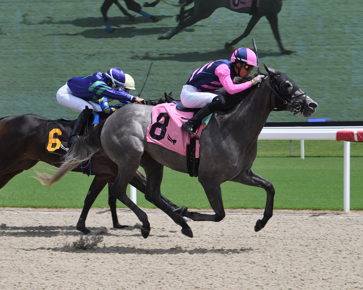Belle of the South goes gate to wire in the first race, apprentice <a href="/yoltorresjockey/">Yolber Torres</a> in the saddle for trainer <a href="/hlynnsm/">Heather Smullen</a>. #GulfstreamPark #SunshineMeet
