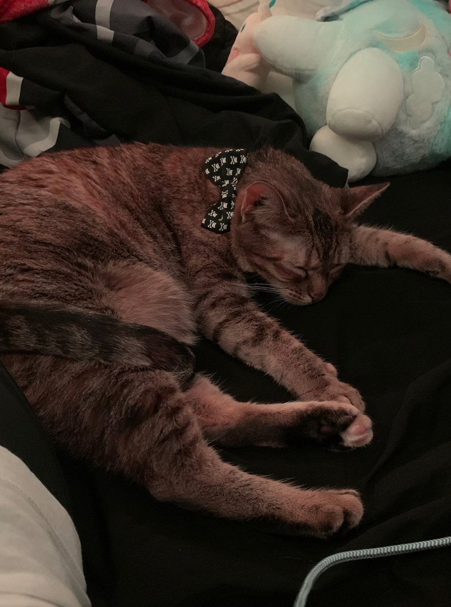 btw im a kitty mom now 🖤