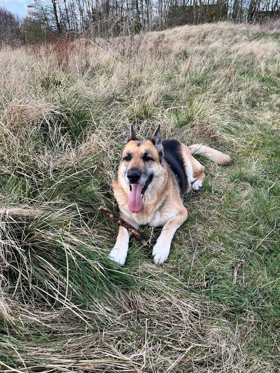 Zora is an older girl. 11 years old, she’s looking for a peaceful home, no young kids or other pets. Sadly no offers or interest. Can you please share? Scotland based. Email info@help2rehome.com for any information 🙏🏼 help2rehome.com