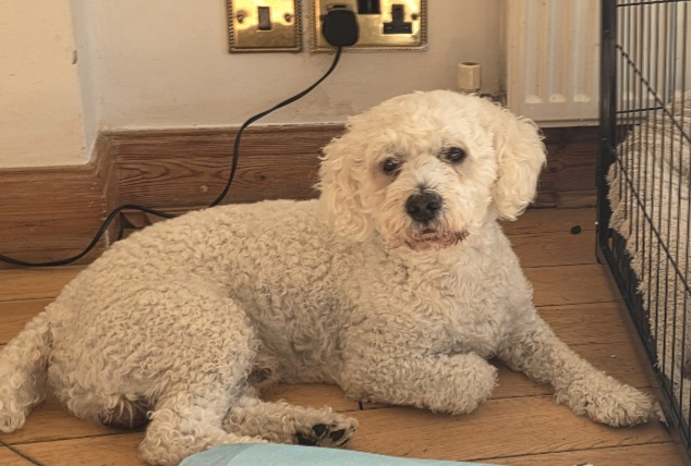 millypod1's tweet photo. ๐7 Sept 2025 #Lost Bruce #ScanMe
Poodle Cross Male
#HarrowWeald #HA3
#Greenhill #GreaterLondon https://t.co/JjVDhT0Mt6 https://t.co/TsnqHe3xI6