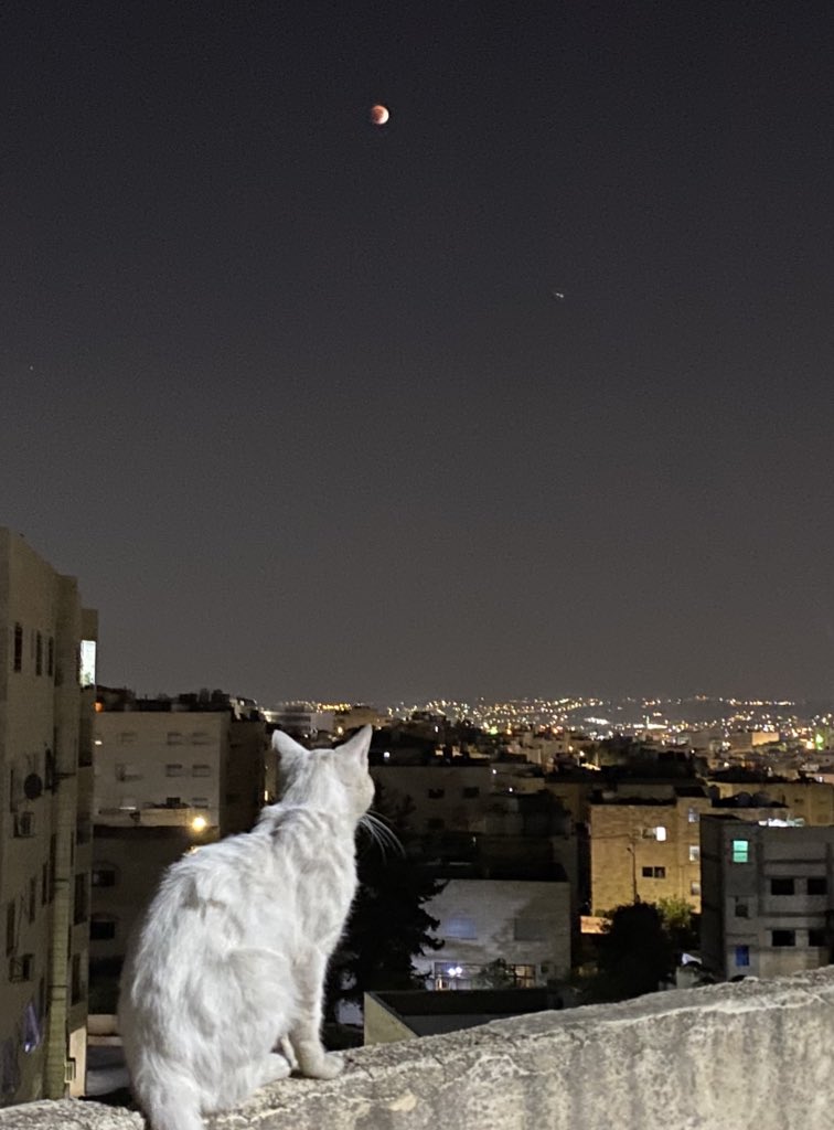 دانية with a ة (@ddddddania) on Twitter photo 