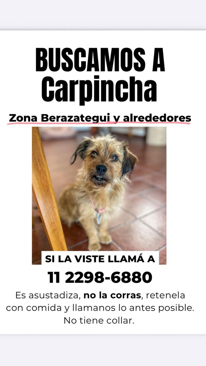 barbiro87's tweet image. #berazategui #quilmes URGENTE buscamos a Carpincha 
! RT