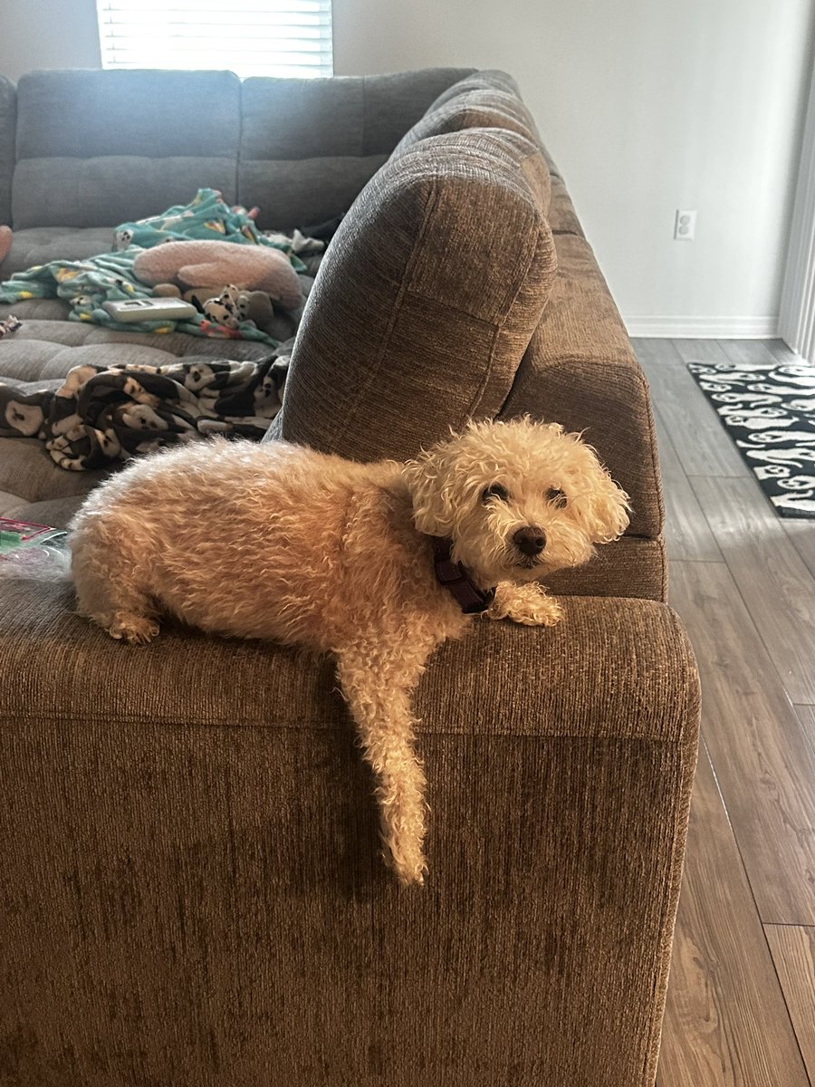 PoodleBoyLoki's tweet photo. Let me hang mom 😂 https://t.co/CHEK7PF0bX
