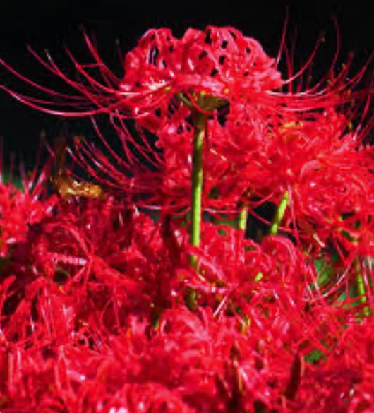 ....🙏

　　いつか大切な人と仏様の世界で
　再会する時。貴方がいなくなって
　　　とても辛かった、と言う
　　話より、貴方の分まで生きたら
　　　こんな楽しい事があったよ
　と言う話を相手は聞きたいん

　　　　　　　　　　ですよ...🙏

大嶋龍穏