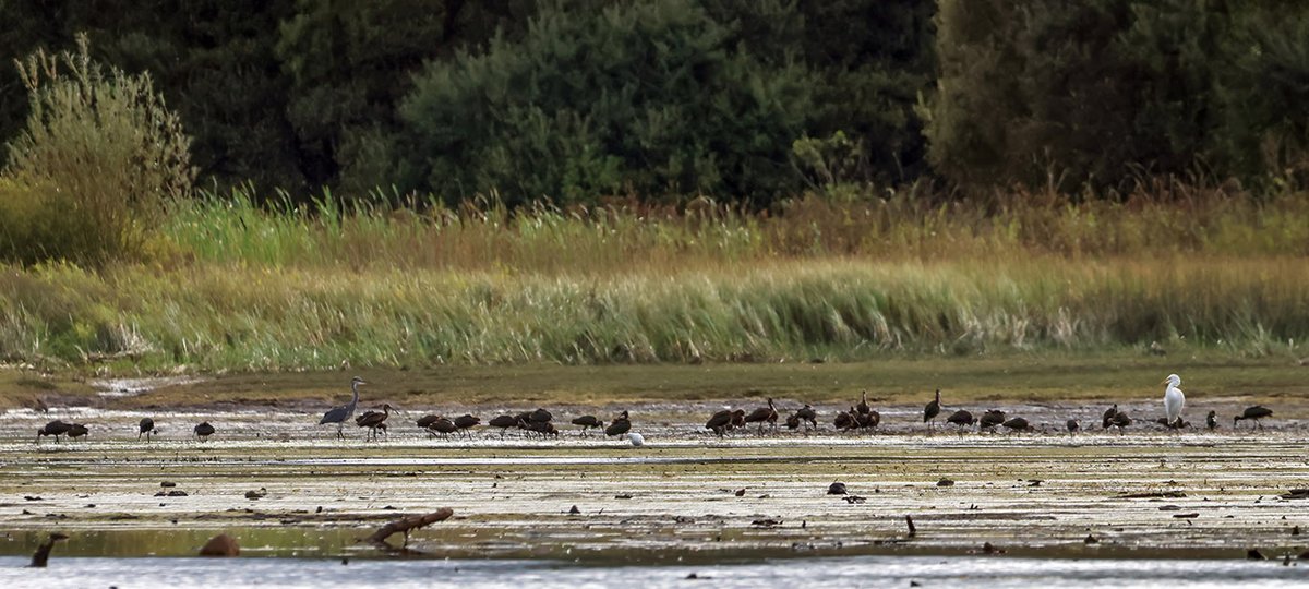 Richard T. Mills tweet media