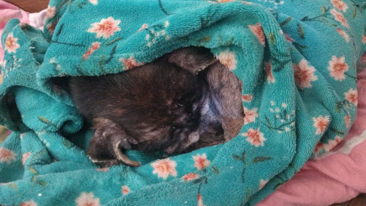 Nadie colaboró con Susana
Su piel es un desastre, está súper asustada, sus mamas dicen que ha parido incontables veces además de su sordera y ceguera. No pudimos comprar ni media bolsa de alimento asi es imposible continuar 😔

link.mercadopago.com.uy/caseconomicas