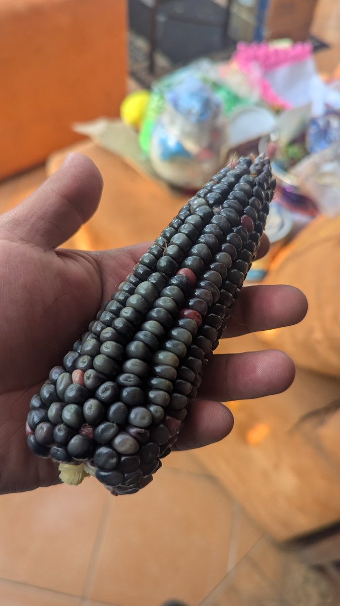 Nada como un elotito para resetear la existencia 🤤🤤🤤🤤🤤