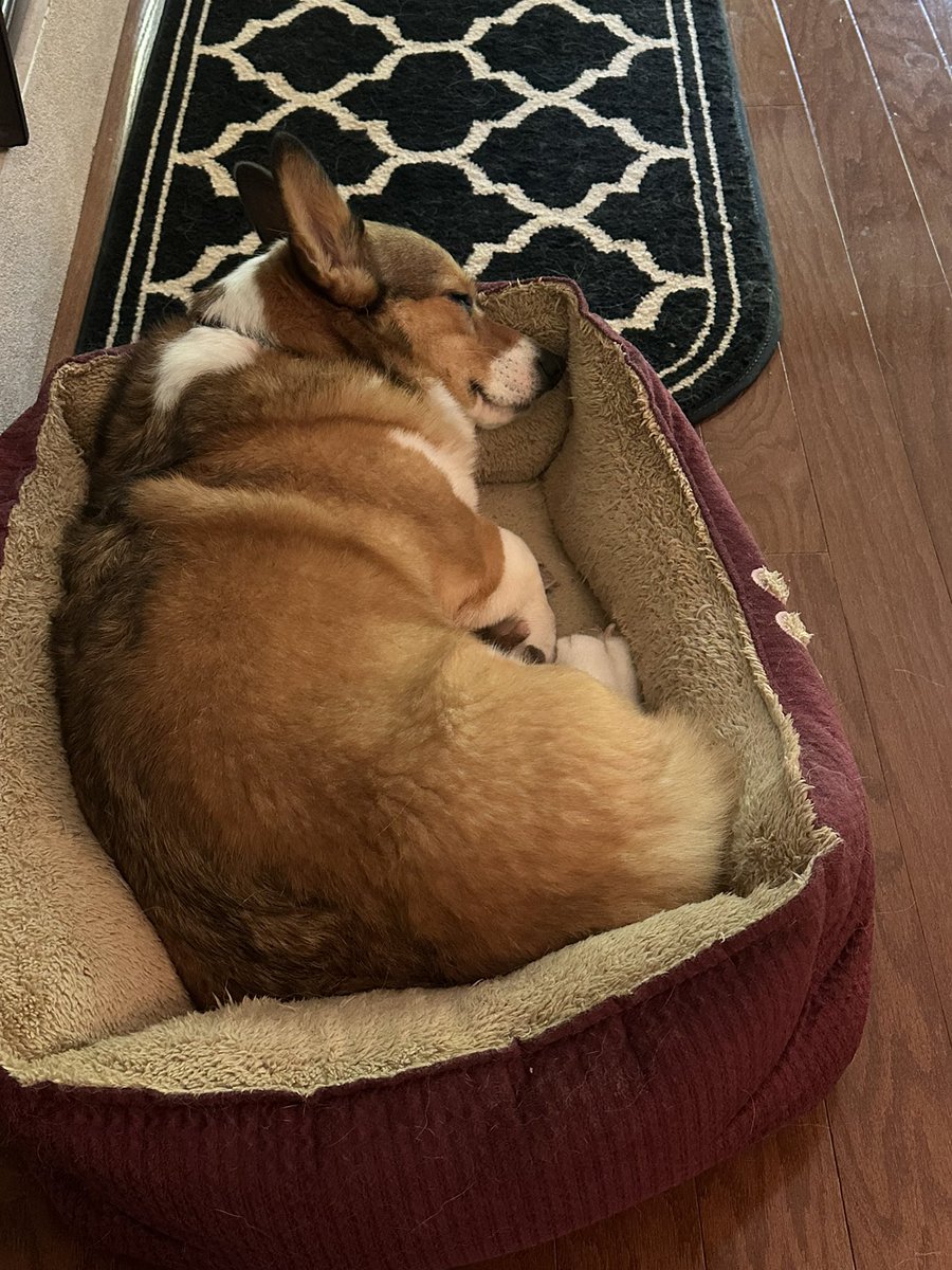 My cosy nap spot next to Momma’s reading chair. 🥰 #CorgiCrew