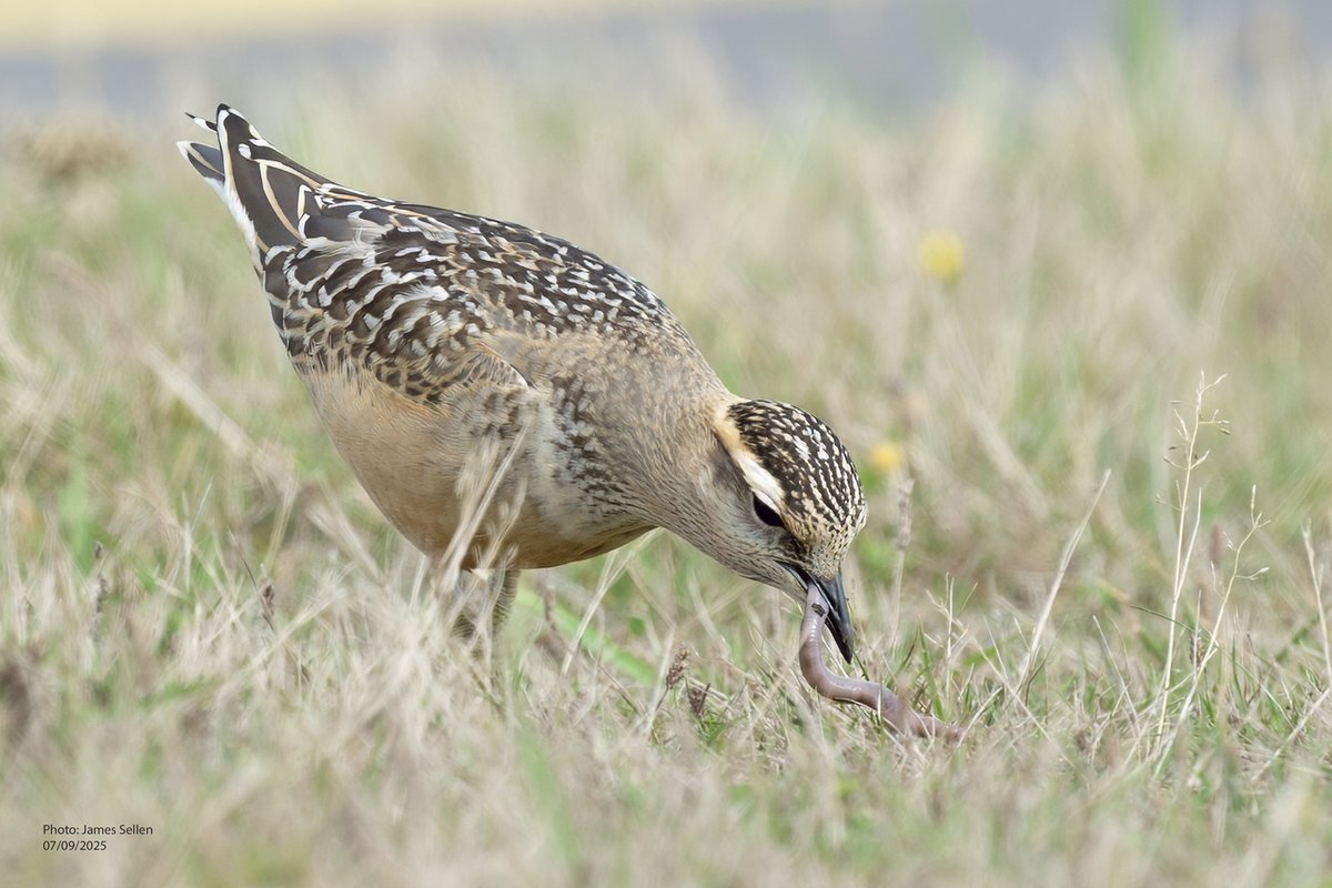 It's not often you see a Buff-breasted Sandpiper with a Eurasian Dotterel - at close range. Seen on St Mary's airfield / Isles of Scilly (07/09/2025)